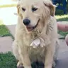 Max, chien à parrainer
